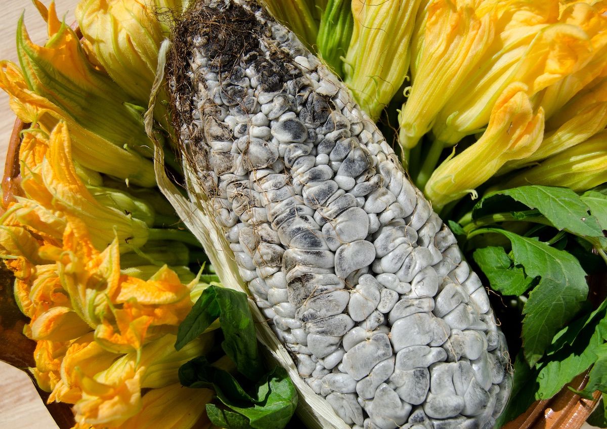 Huitlacoche-comida-mexi