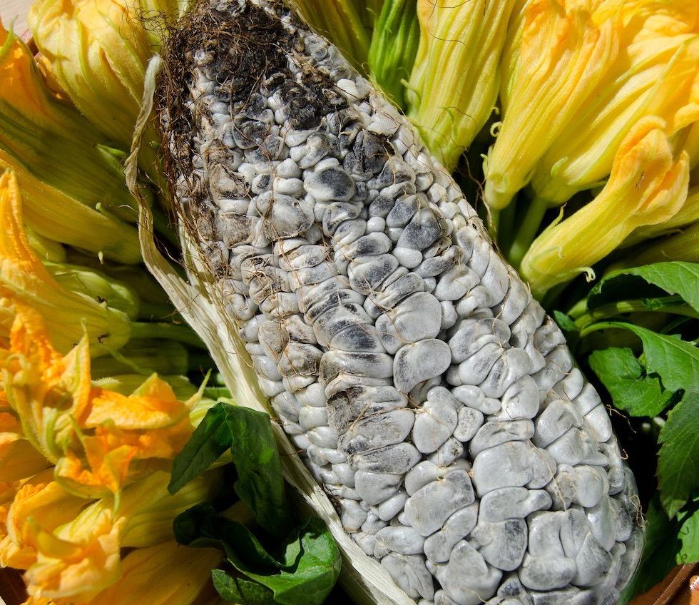 Huitlacoche-comida-mexi