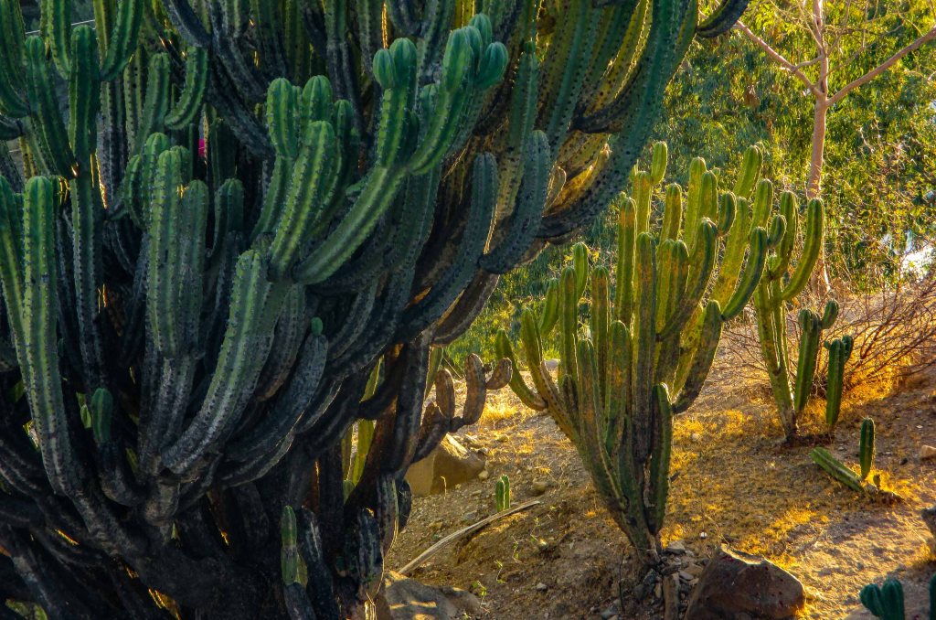 paisajes_1 cactus