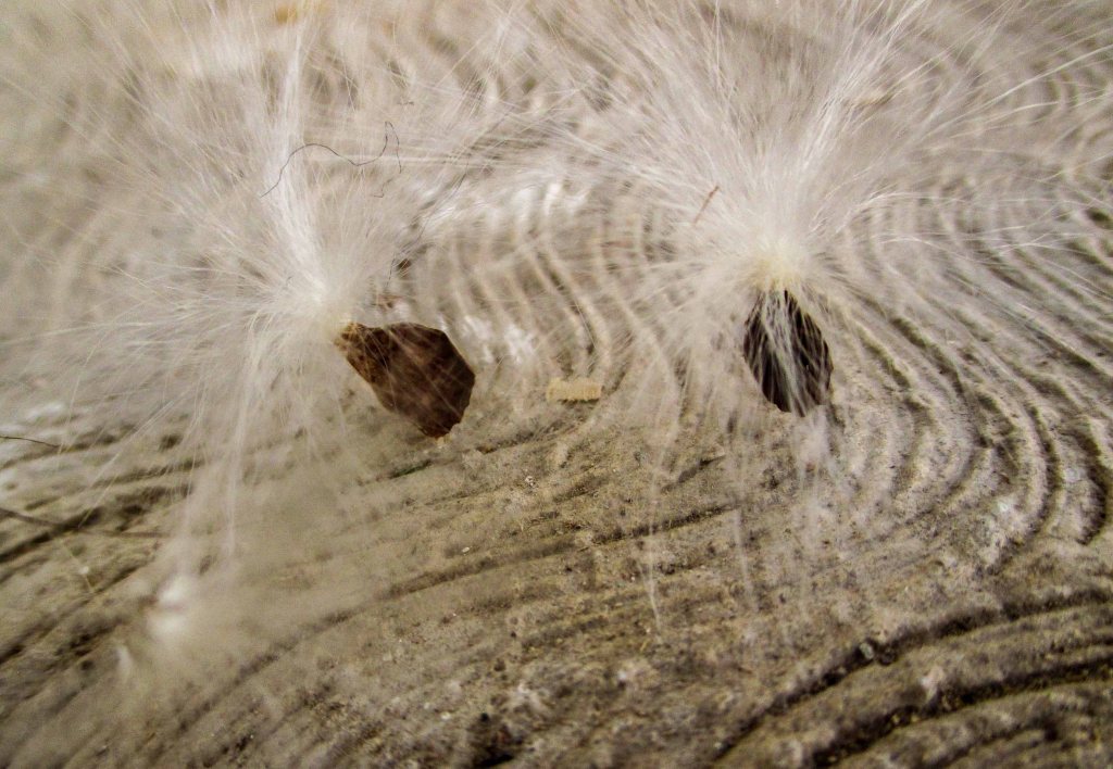 semillas diente de león