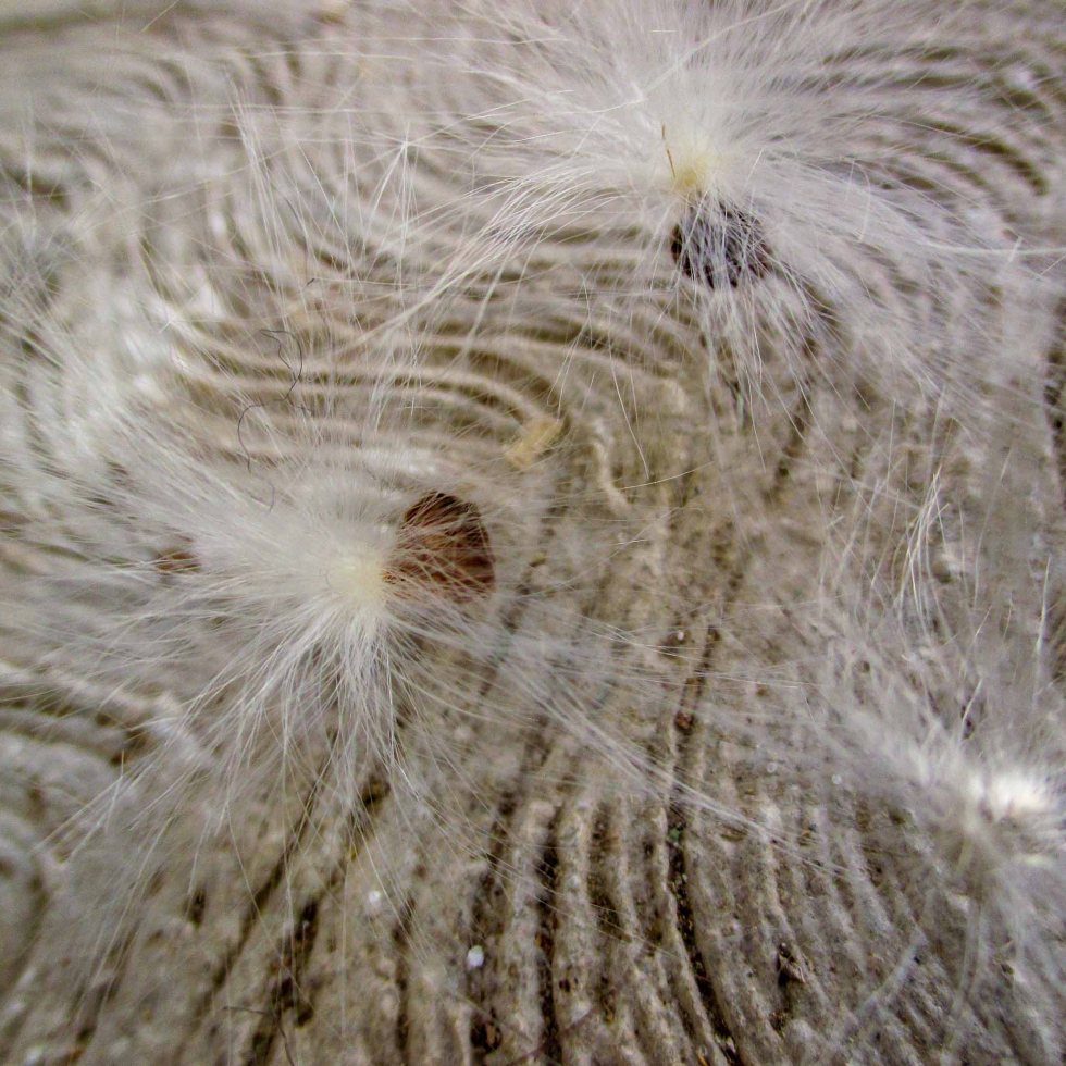 semillas diente de león