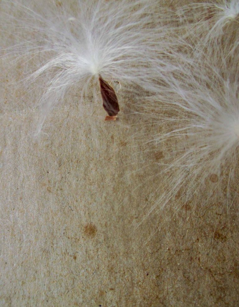 semillas diente de león