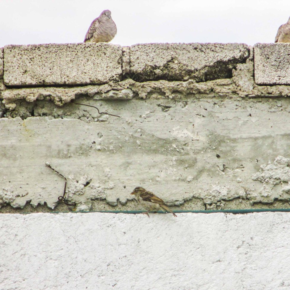 gorrión y tortolas
