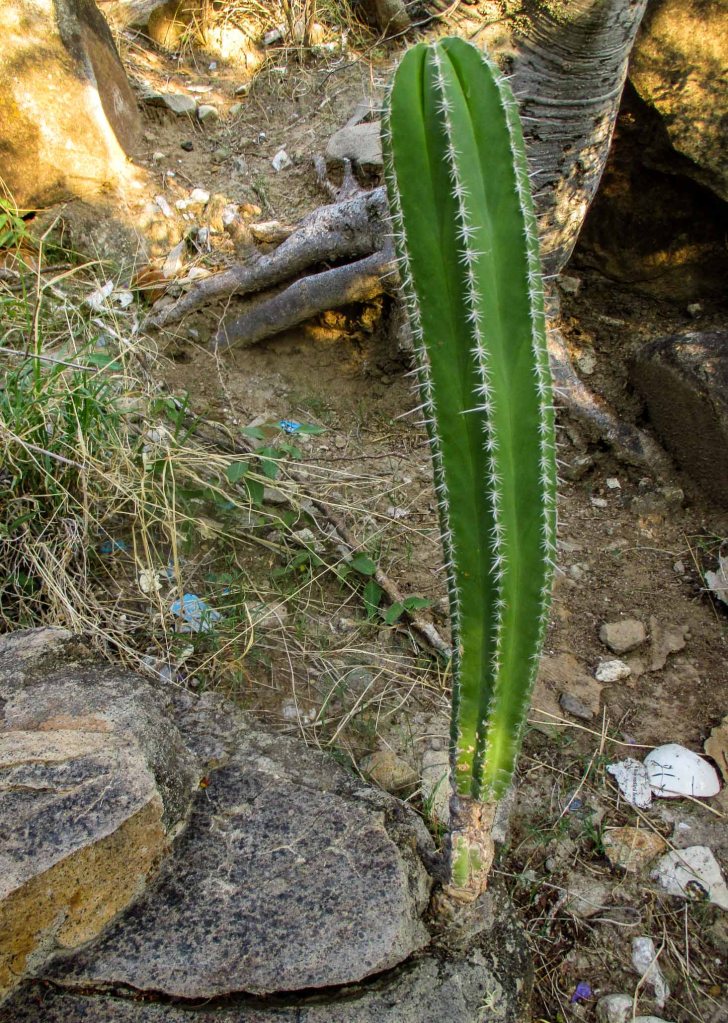 cactus columnar