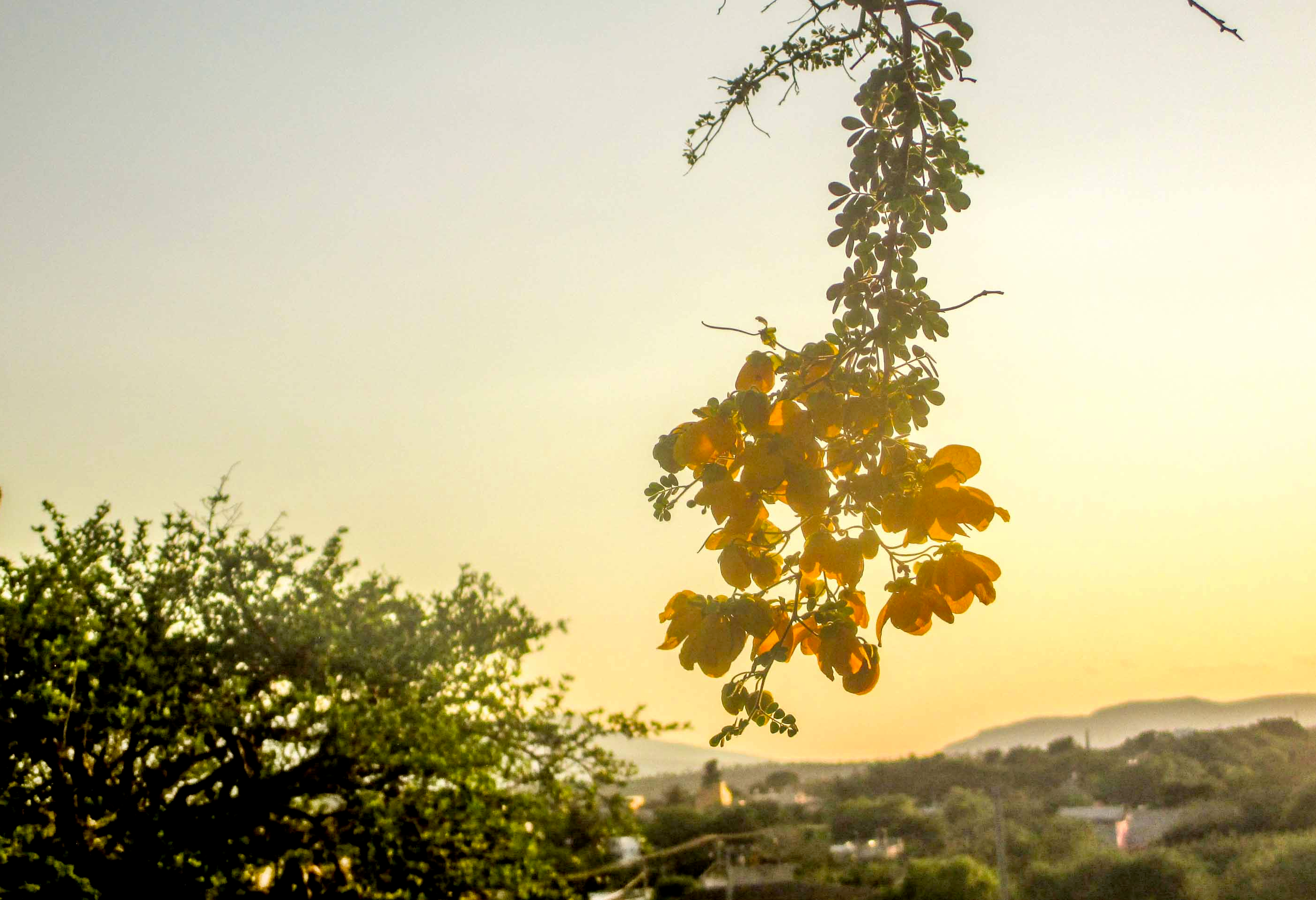 paisaje con flor amarilla