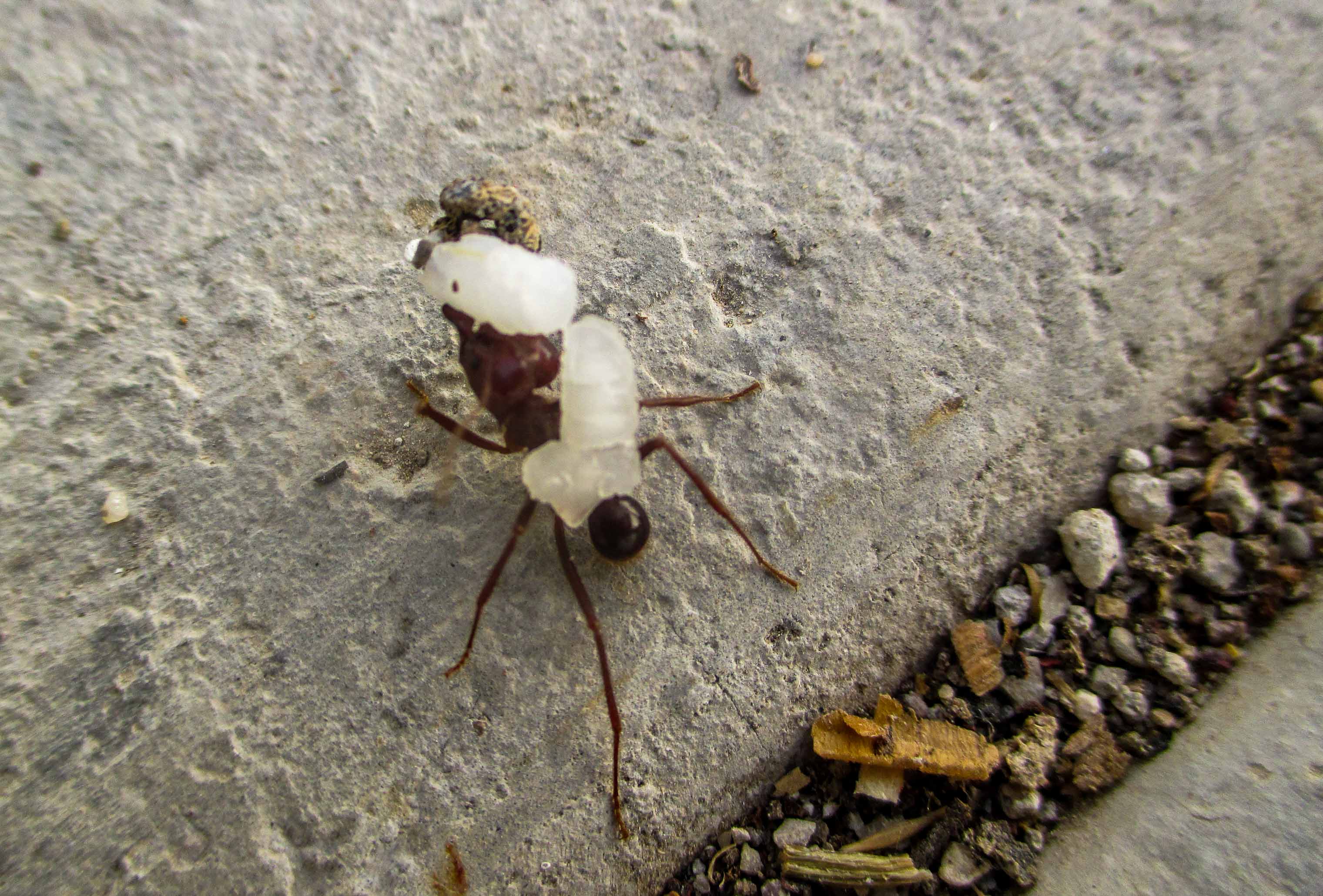 hormiga arriera cargando arroz