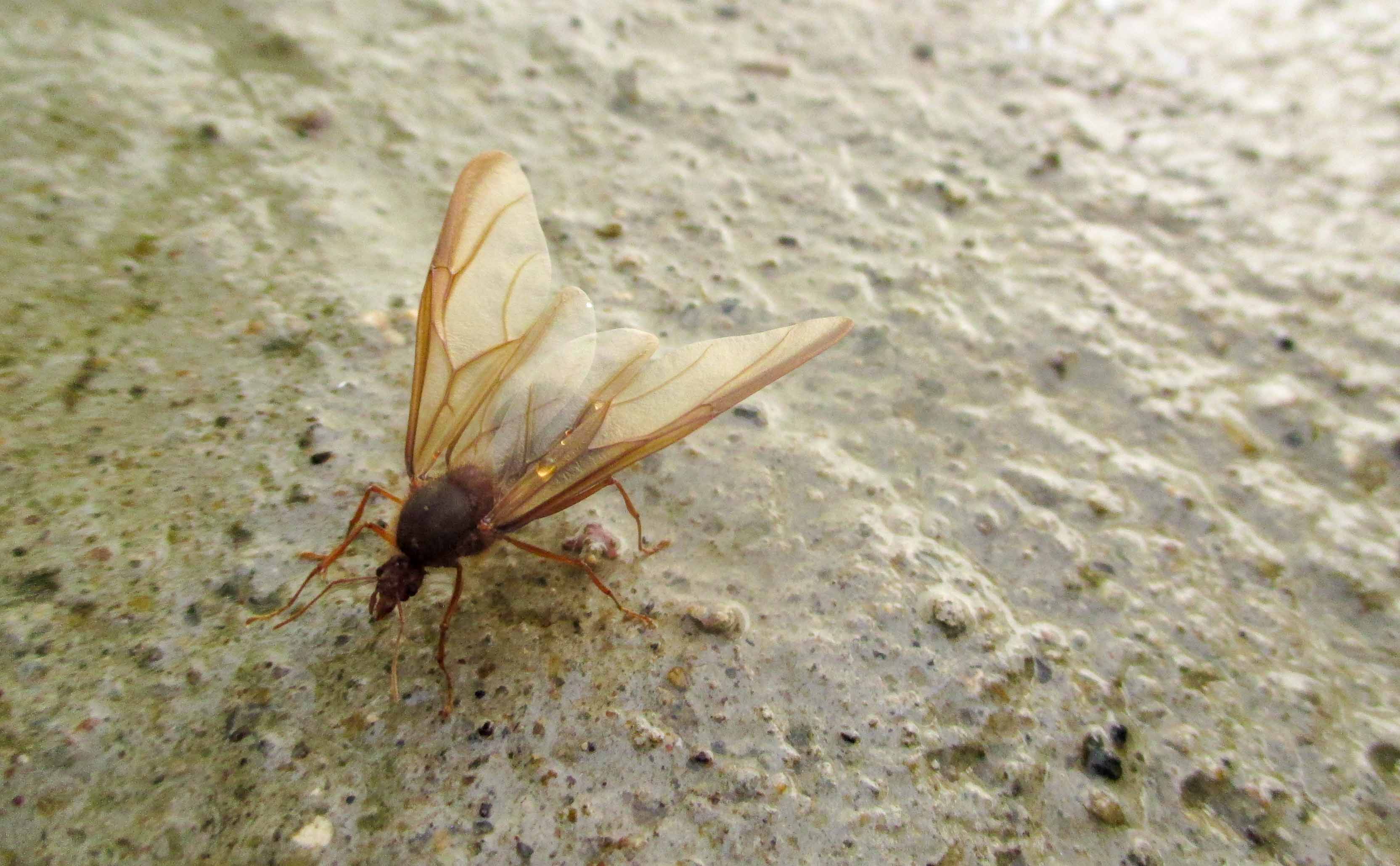 hormiga reina chicatana