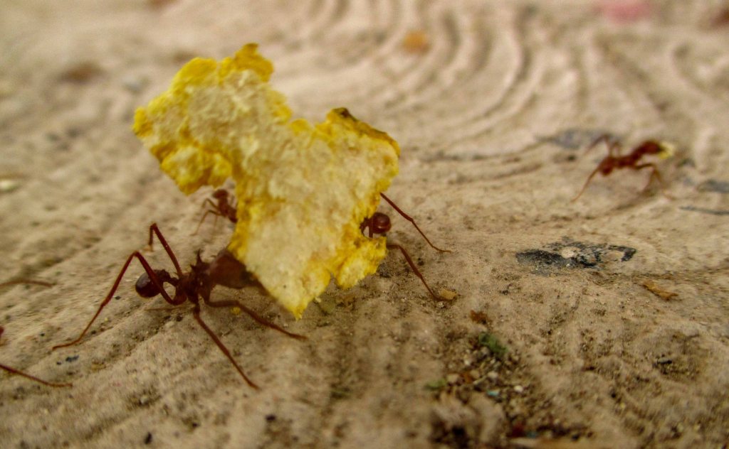 HORMIGAS ARRIERAS LESIONADA_4