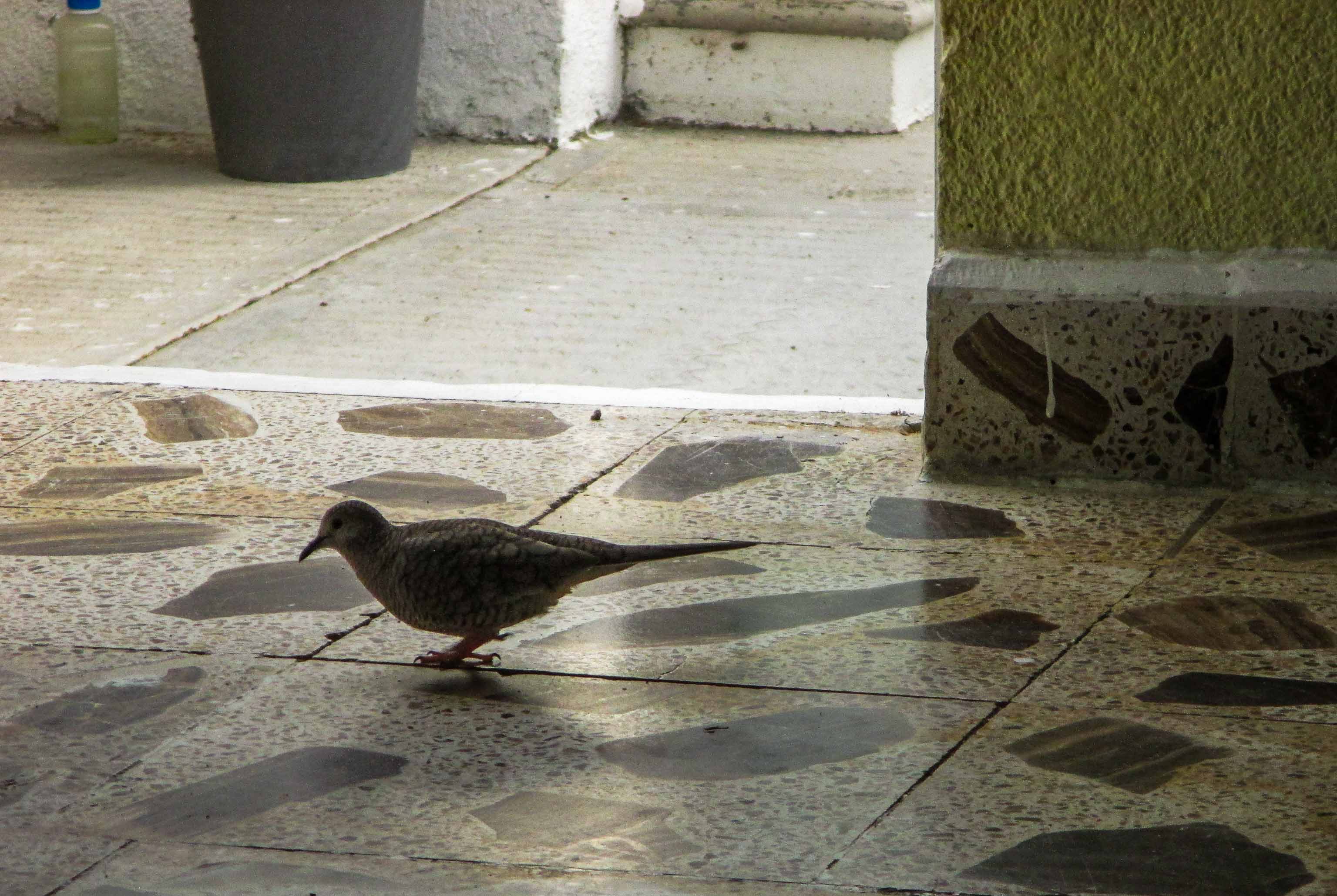 tortolita dentro casa