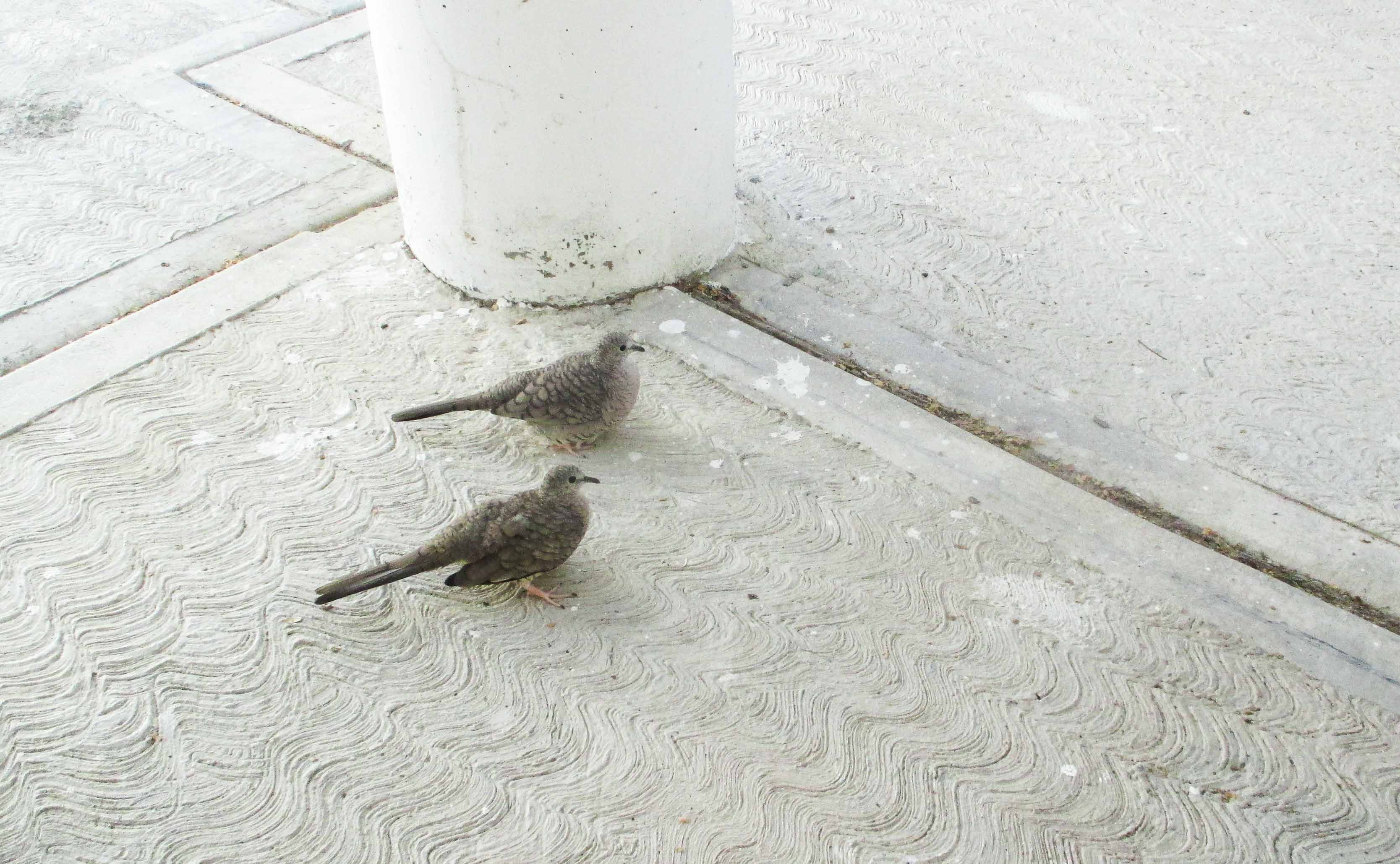 tortolitas coquita ñandu_3