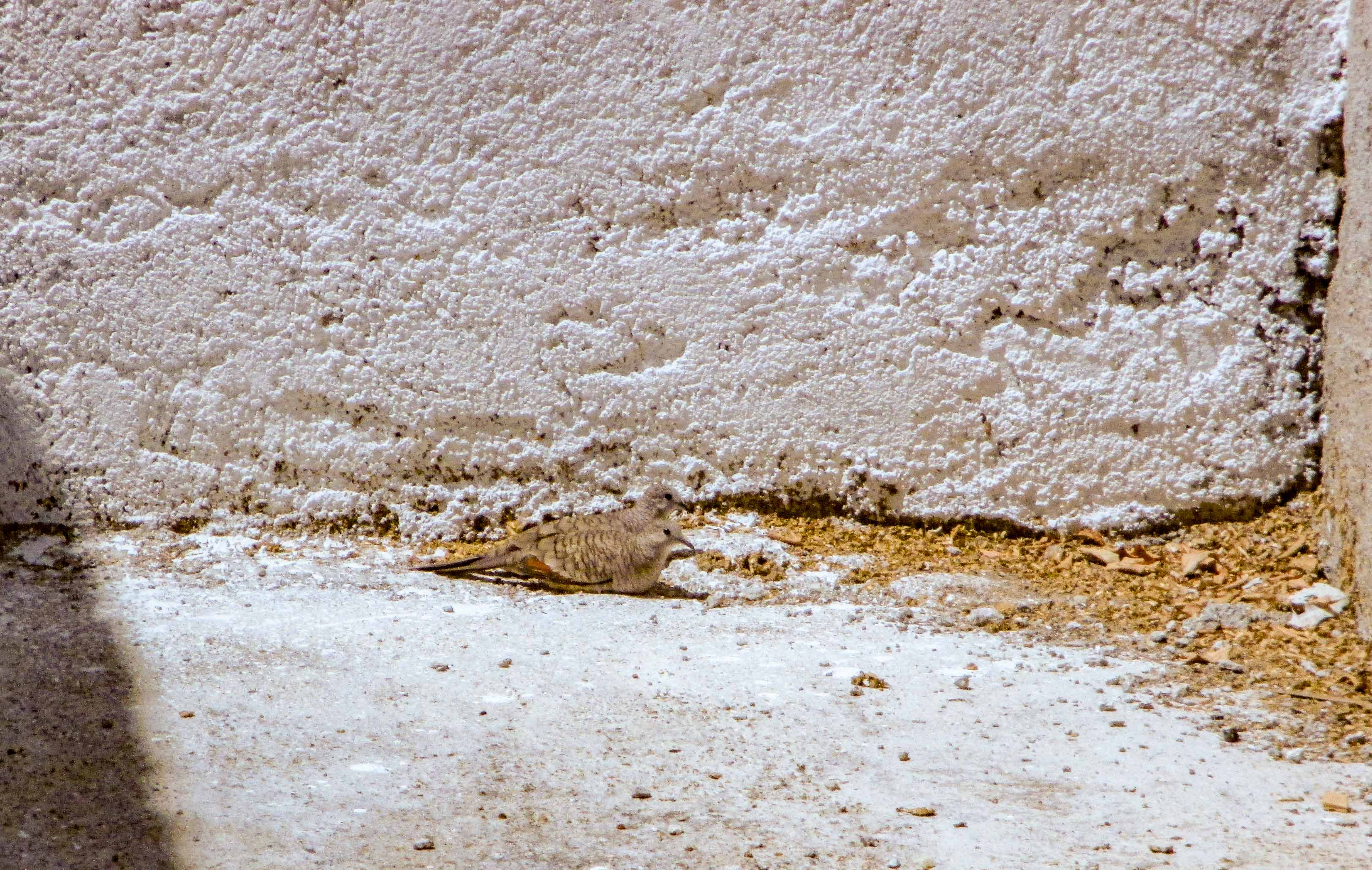 tortolitas coquita ñandu_5