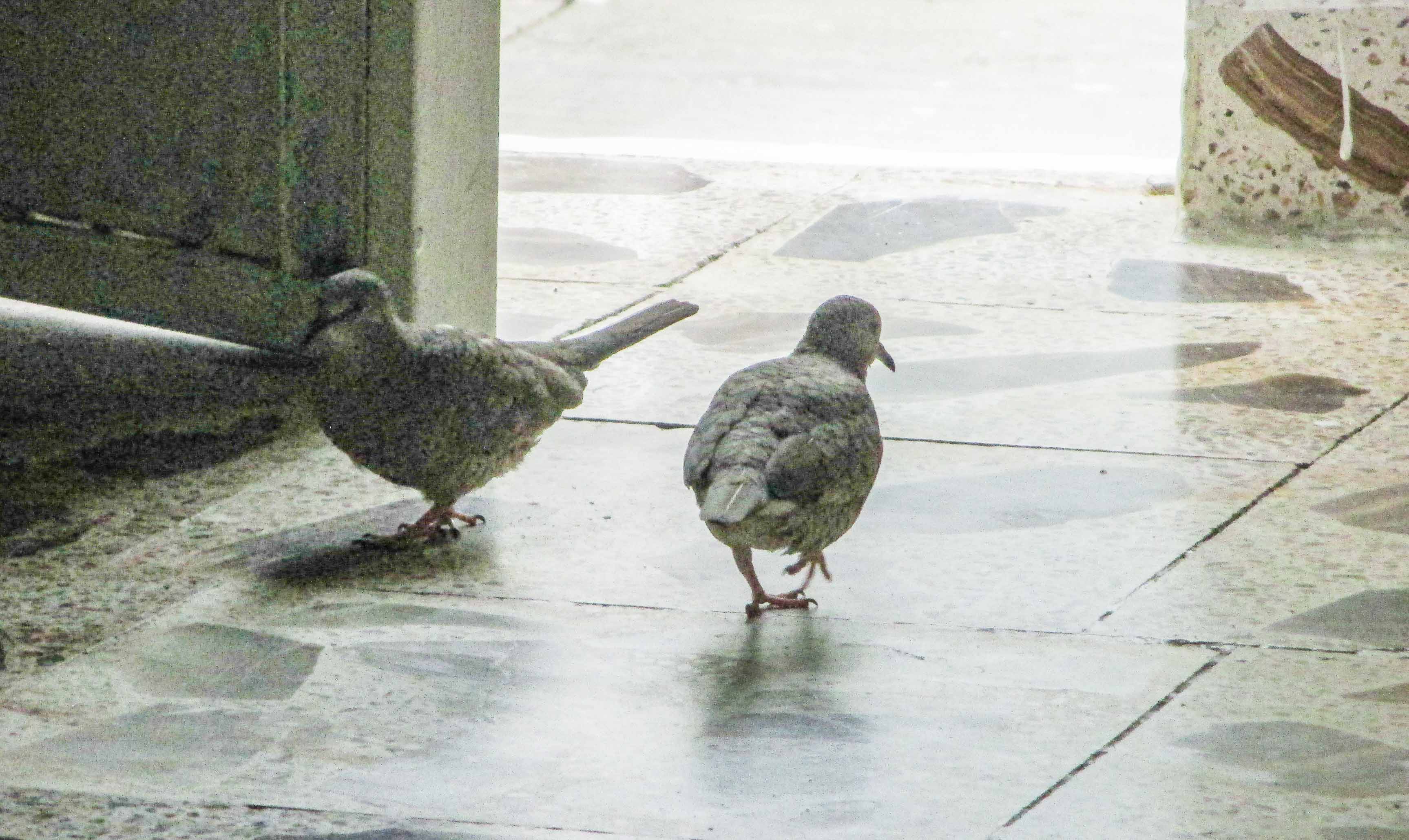 tortolitas coquita ñandu_7