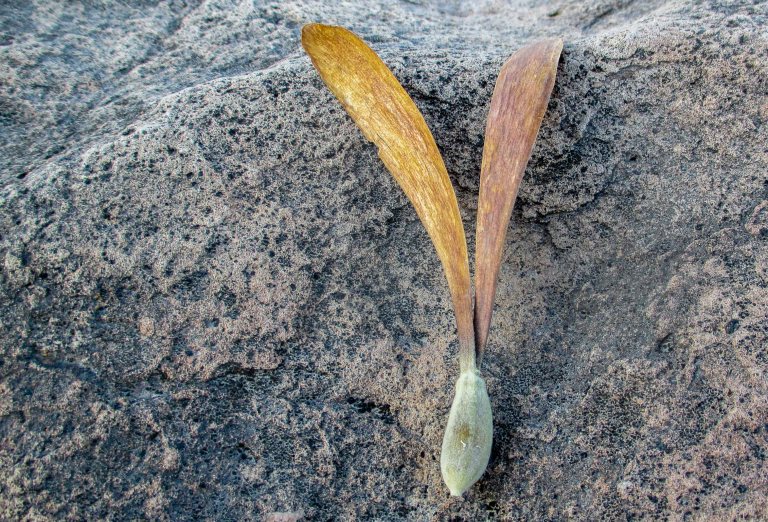 semilla helicóptero